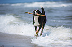 playing Greater Swiss Mountain Dog