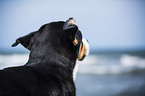 Greater Swiss Mountain Dog Portrait