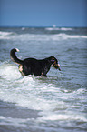 playing Greater Swiss Mountain Dog