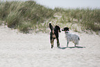 2 dogs