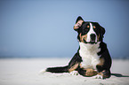 lying Greater Swiss Mountain Dog