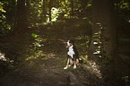 sitting Great Swiss Mountain Dog