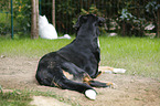 Great Swiss Mountain Dog looks at cat