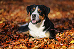 lying Greater Swiss Mountain Dog