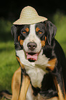 Great Swiss Mountain Dog with hat