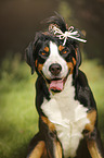 Great Swiss Mountain Dog with hat