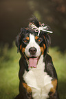 Great Swiss Mountain Dog with hat