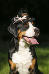 Great Swiss Mountain Dog with hat