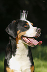 Great Swiss Mountain Dog with crown