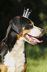 Great Swiss Mountain Dog with crown