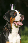 Great Swiss Mountain Dog with crown