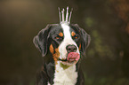 Great Swiss Mountain Dog with crown