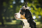 Great Swiss Mountain Dog with hat