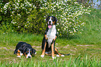 2 Great Swiss Mountain Dogs
