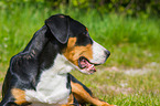 Great Swiss Mountain Dog Portrait