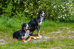 2 Great Swiss Mountain Dogs