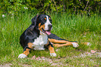 lying Great Swiss Mountain Dog