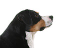 Great Swiss Mountain Dog Portrait
