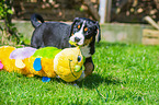 Great Swiss Mountain Dog Puppy
