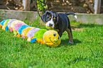Great Swiss Mountain Dog Puppy