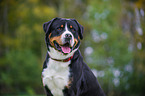 Great Swiss Mountain Dog Portrait