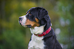 Great Swiss Mountain Dog Portrait