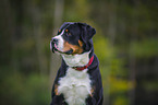 Great Swiss Mountain Dog Portrait