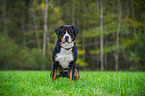 sitting Great Swiss Mountain Dog