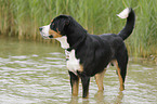 bathing Great Swiss Mountain Dog