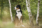 sitting Great Swiss Mountain Dog