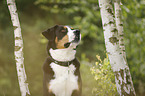 Great Swiss Mountain Dog Portrait