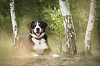 lying Great Swiss Mountain Dog