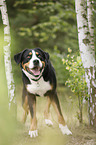 Great Swiss Mountain Dog