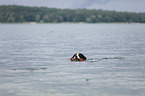 playing Great Swiss Mountain Dog