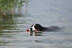 playing Great Swiss Mountain Dog