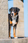 Great Swiss Mountain Dog