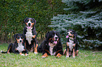 Swiss Mountain Dogs