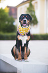 sitting Greater Swiss Mountain Dog