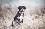 sitting Greater Swiss Mountain Dog