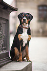sitting Greater Swiss Mountain Dog