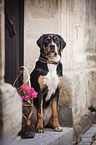 sitting Greater Swiss Mountain Dog