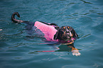 swimming Greater Swiss Mountain Dog