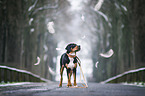 standing Greater Swiss Mountain Dog