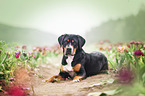 lying Greater Swiss Mountain Dog