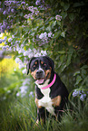 sitting Greater Swiss Mountain Dog