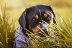 Greater Swiss Mountain Dog Portrait