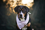 Greater Swiss Mountain Dog Portrait