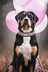 Greater Swiss Mountain Dog Portrait