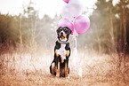 sitting Greater Swiss Mountain Dog