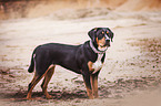 standing Greater Swiss Mountain Dog